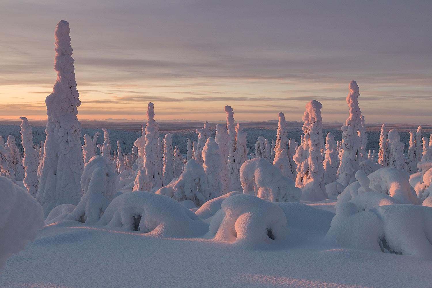 laponie foret neige