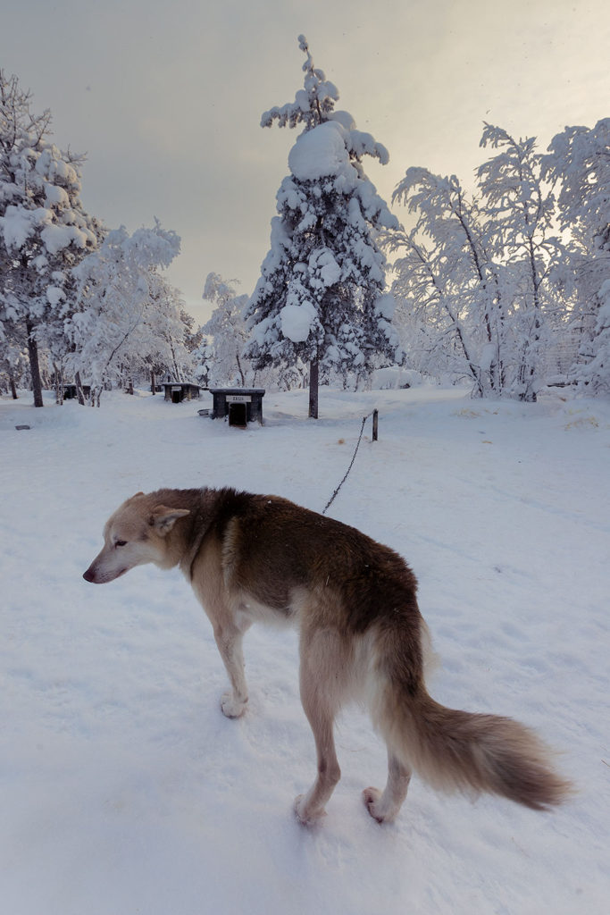 husky