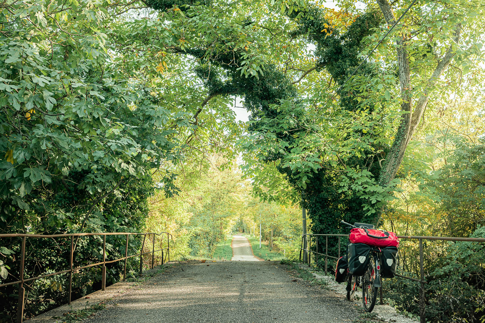 Vélo sous les arbres