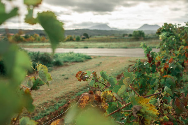 Des vignes aux couleurs d'automne en Provence