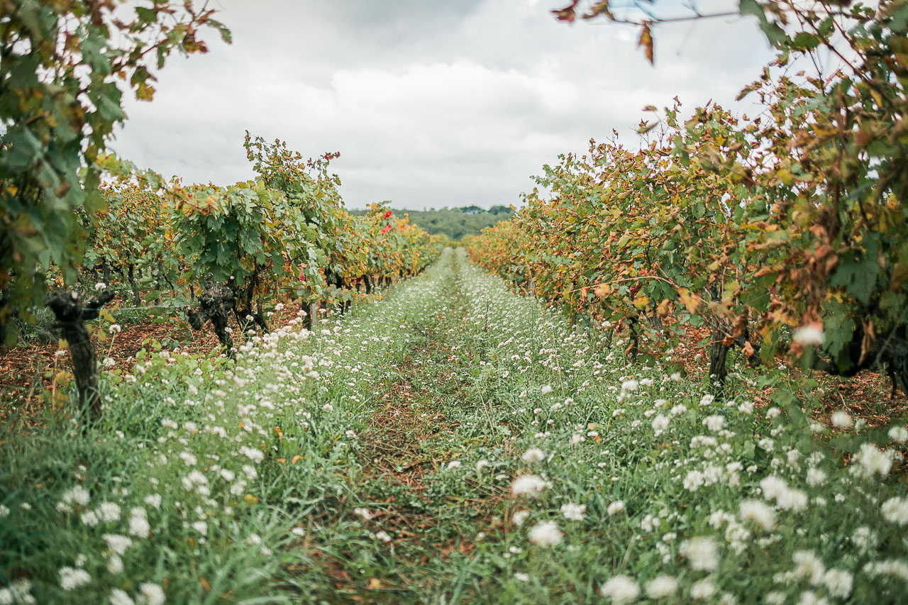 Chemin de fleur entre les vignes