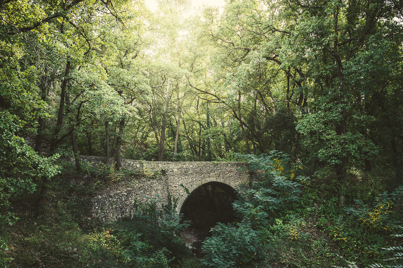 Pont dans la forêt