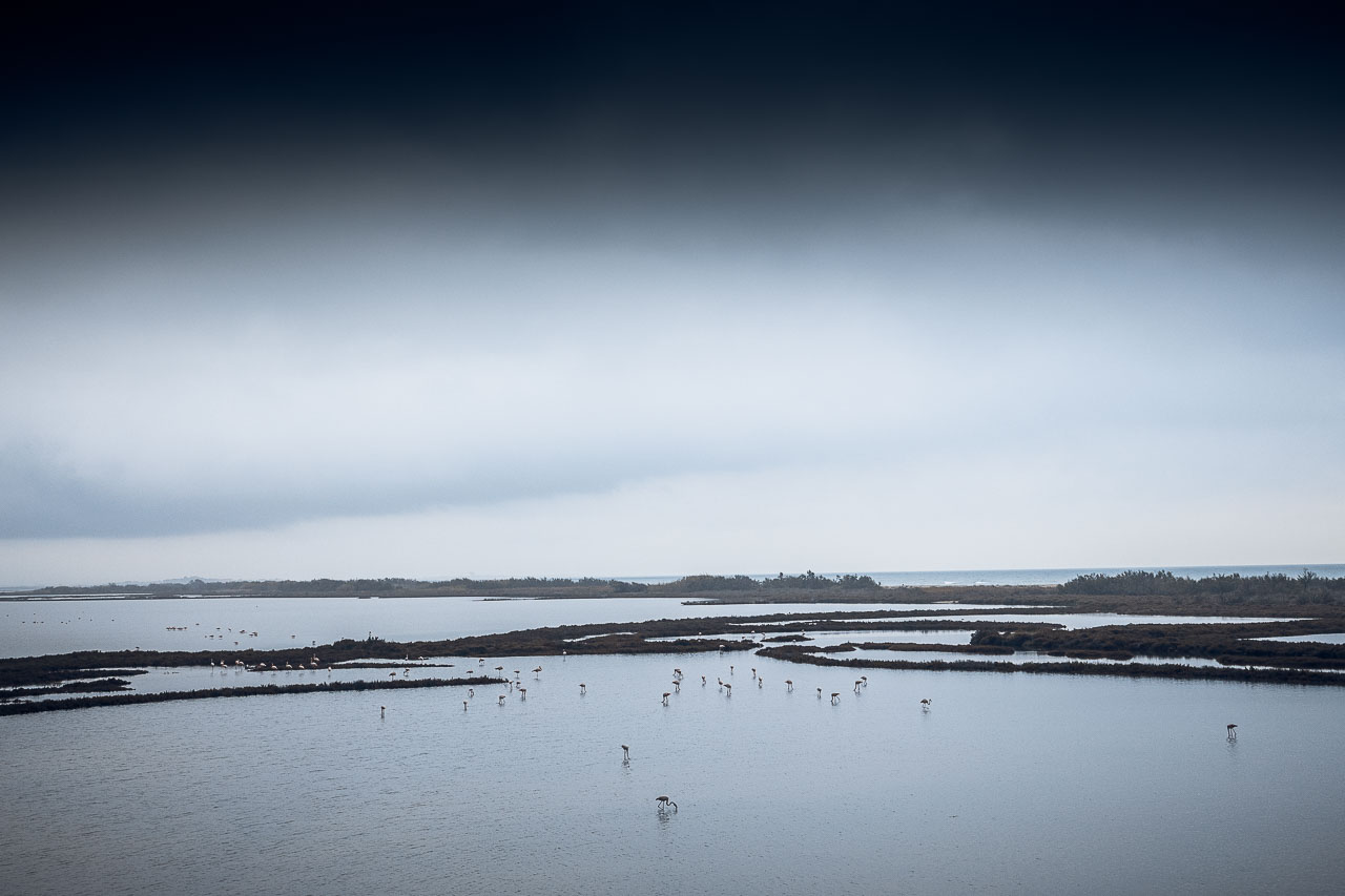 Flamands roses sur fond gris