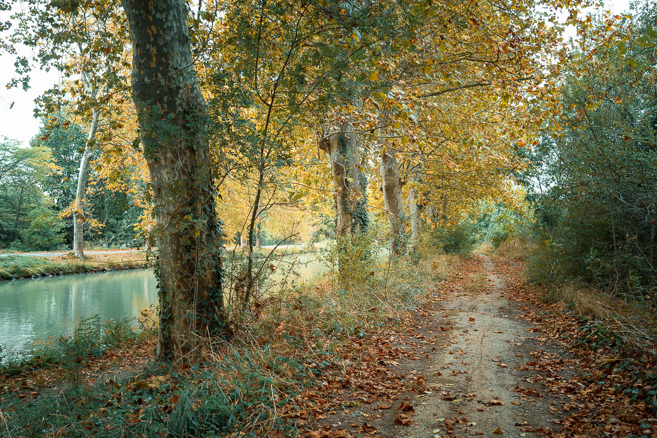 Sentier arboré le long du canal