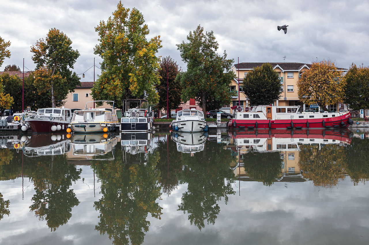 Un vol de pigeon au dessus des bateau du canal du midi