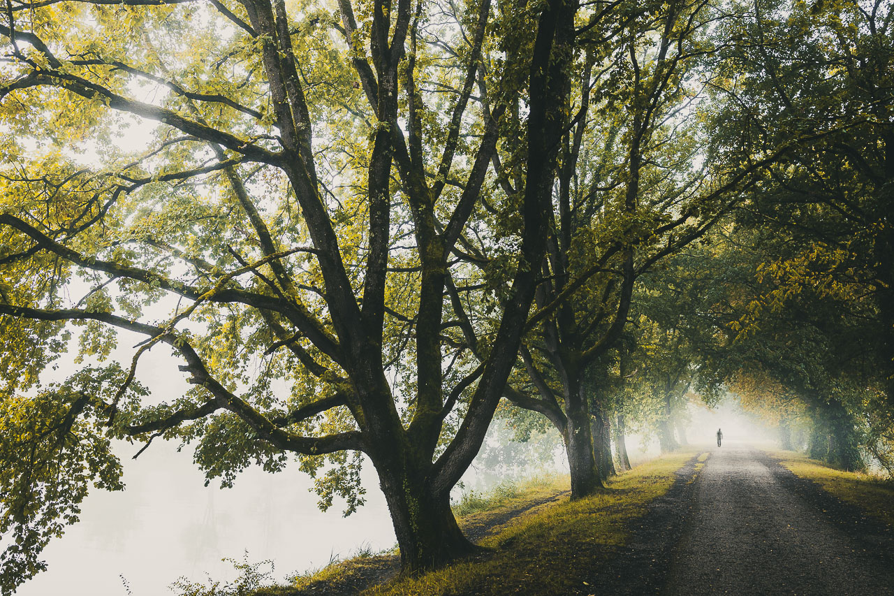 Silhouette de promeneur dans la brume sous les arbres