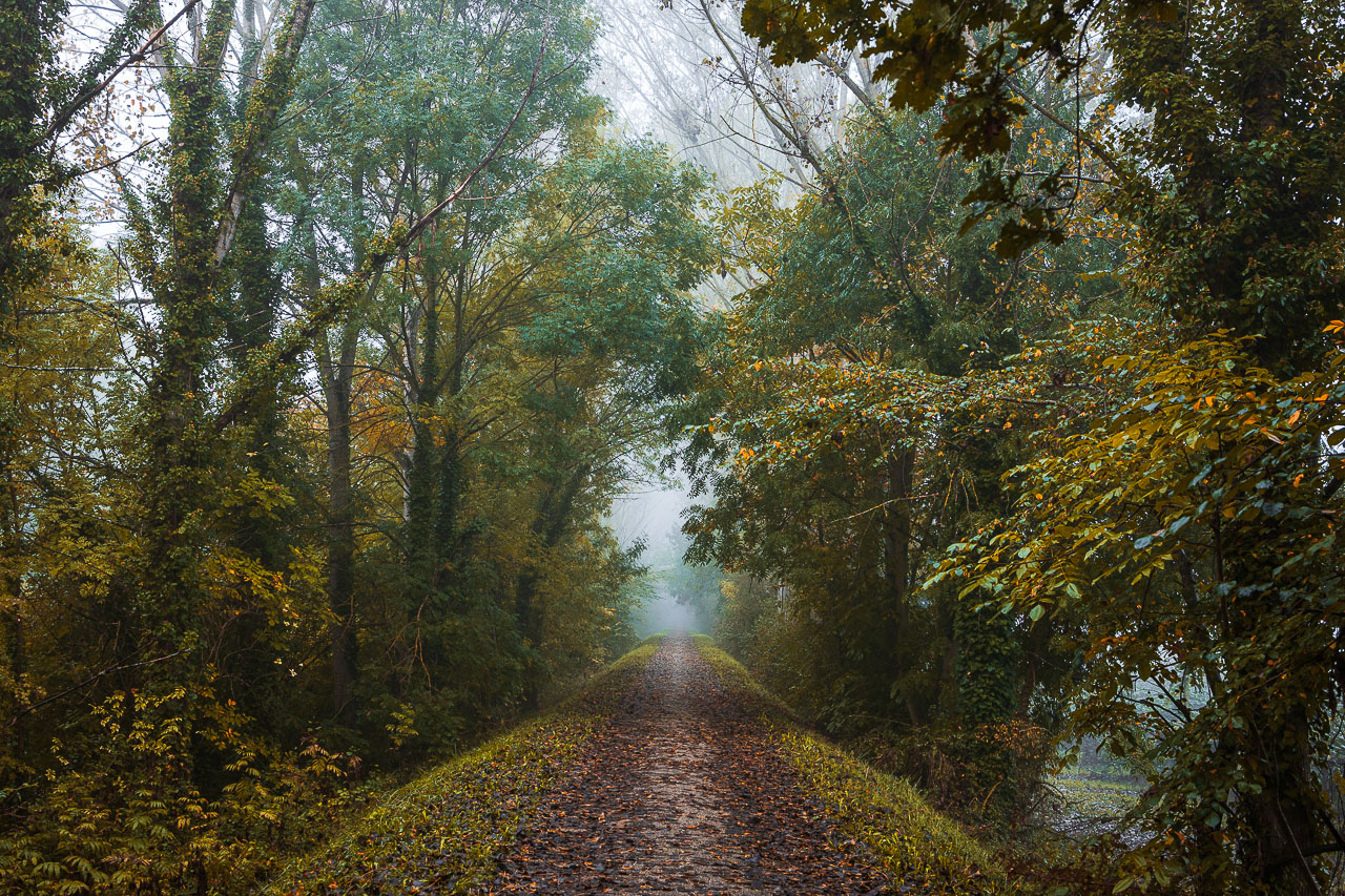 Des grands arbres le long de la route