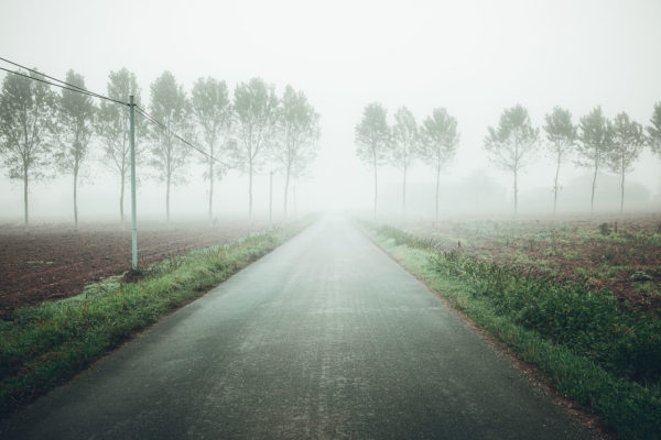 Des arbres dans la brume