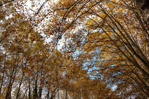 Cimes d'arbres au dessus du Canal du Midi