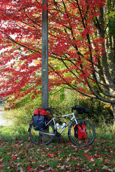 vélo posé sous l'arbre rouge