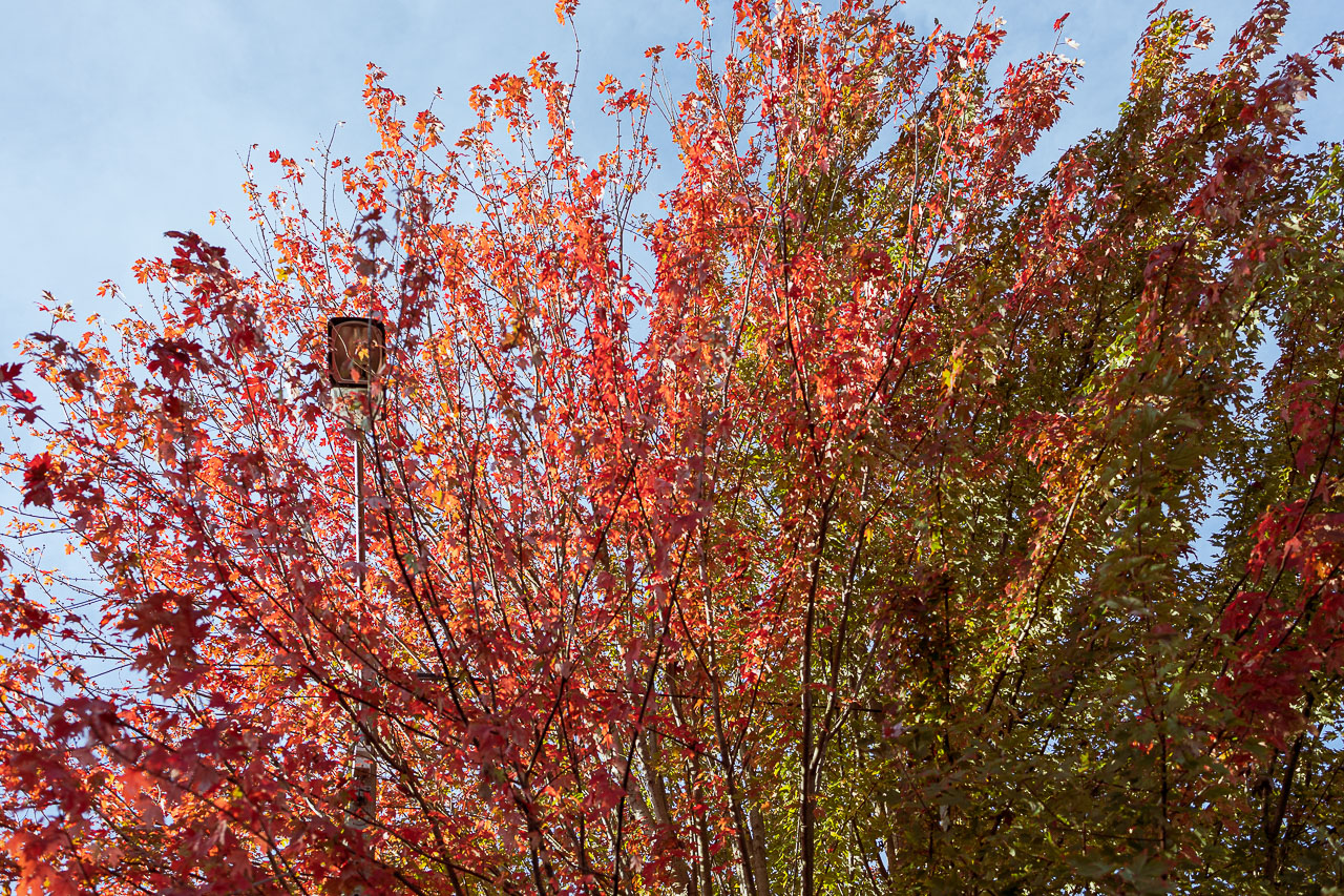 détail d'arbre rouge