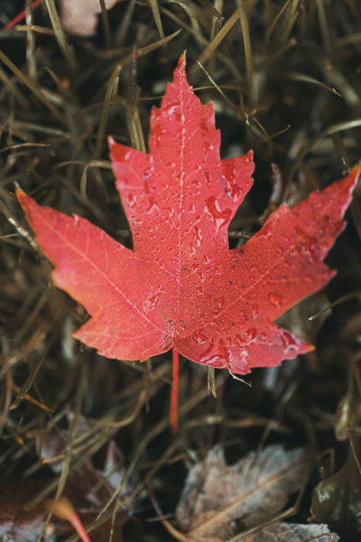 macrophotographie d'une feuille rouge