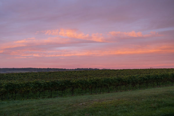 Aurore colorée sur les vignobles.